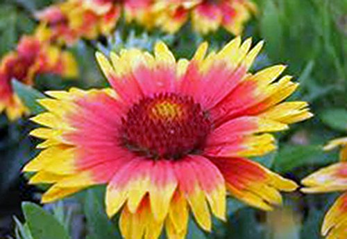 Arizona Sun Gaillardia , 25+ Seeds Organic, Beautiful Bright Large Cut Flower