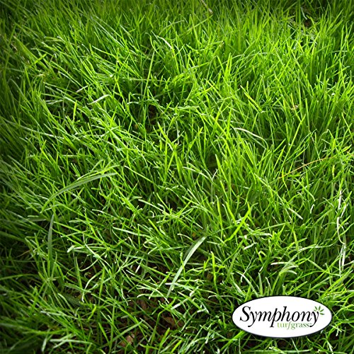 Symphony Perennial Ryegrass Sod 500 Sq Ft  1 Pallet